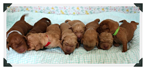 Red and apricot puppies in a row.