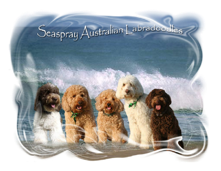 Seaspray |About Us | Labradoodle Breeder | Puppies | Florida | Bay | St. Petersburg - & True Blue Australian Labradoodles